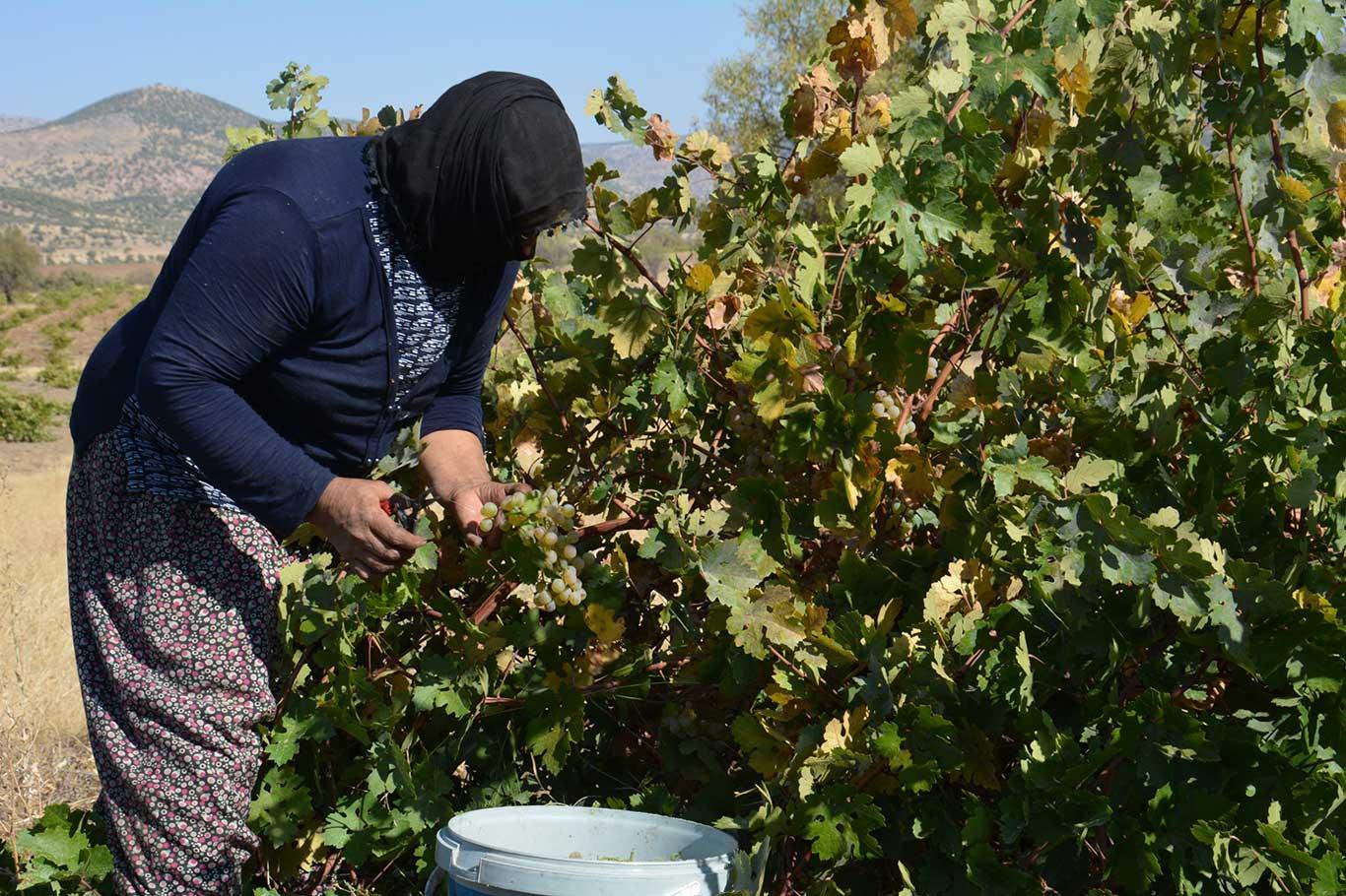 Şire üzümünün pekmeze "tatlı" yolculuğu